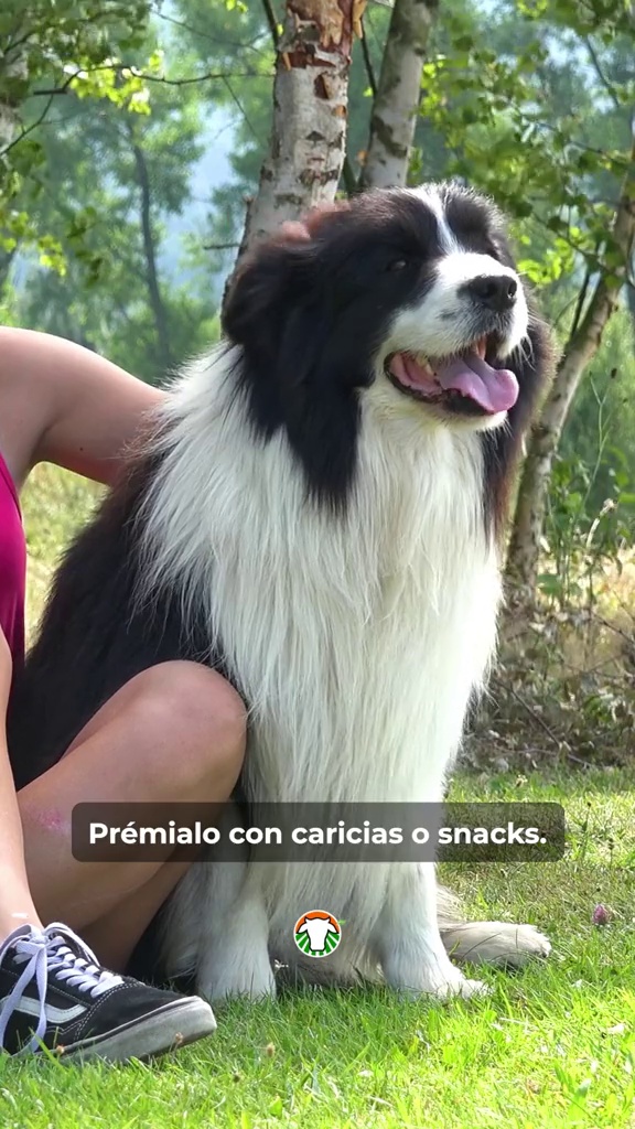 #bordercollie #razas #pets