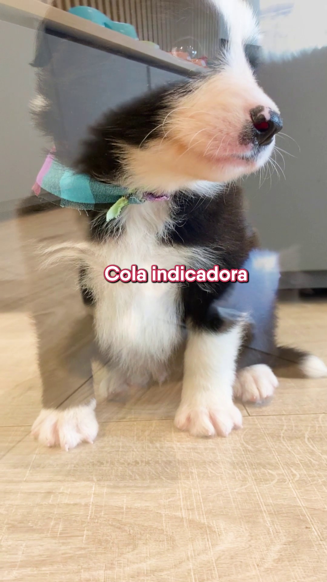 #bordercolliecolombia #cachorrosmedellin #cachorrosbordercollie