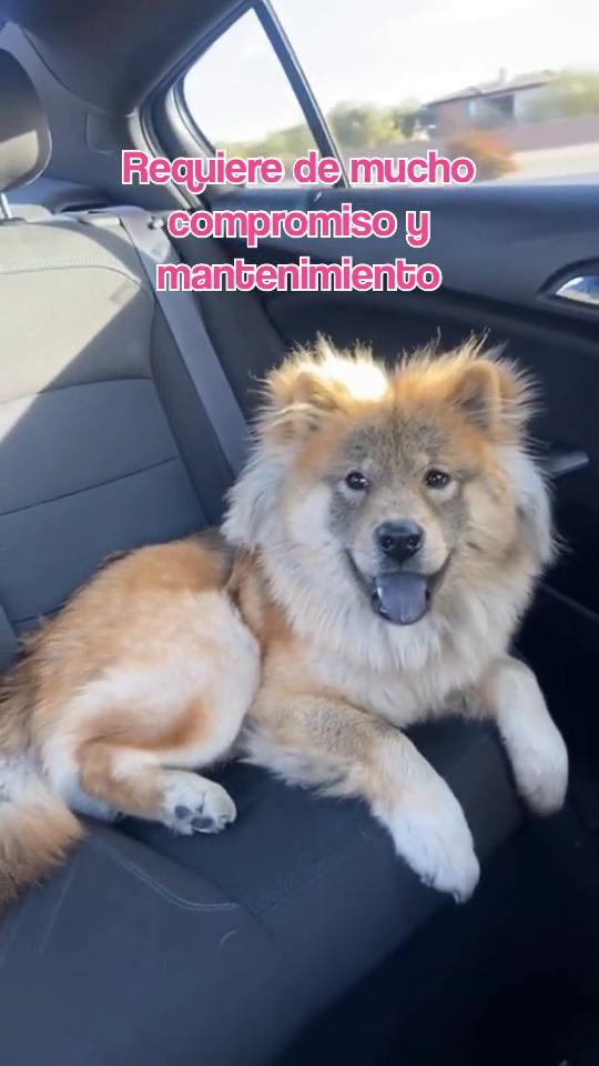 caracteristicas de perros raza chow chow espanol