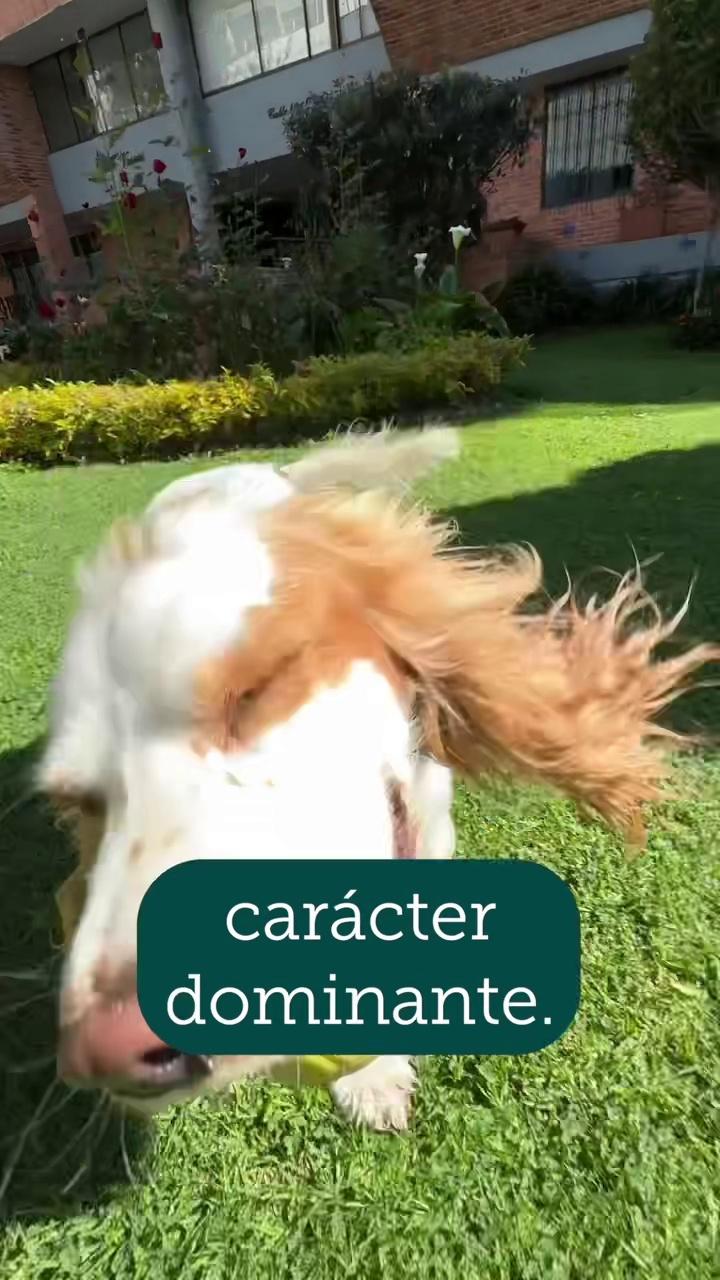 caracteristicas de perros raza decker espanol