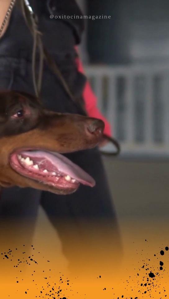 caracteristicas de perros raza doberman espanol