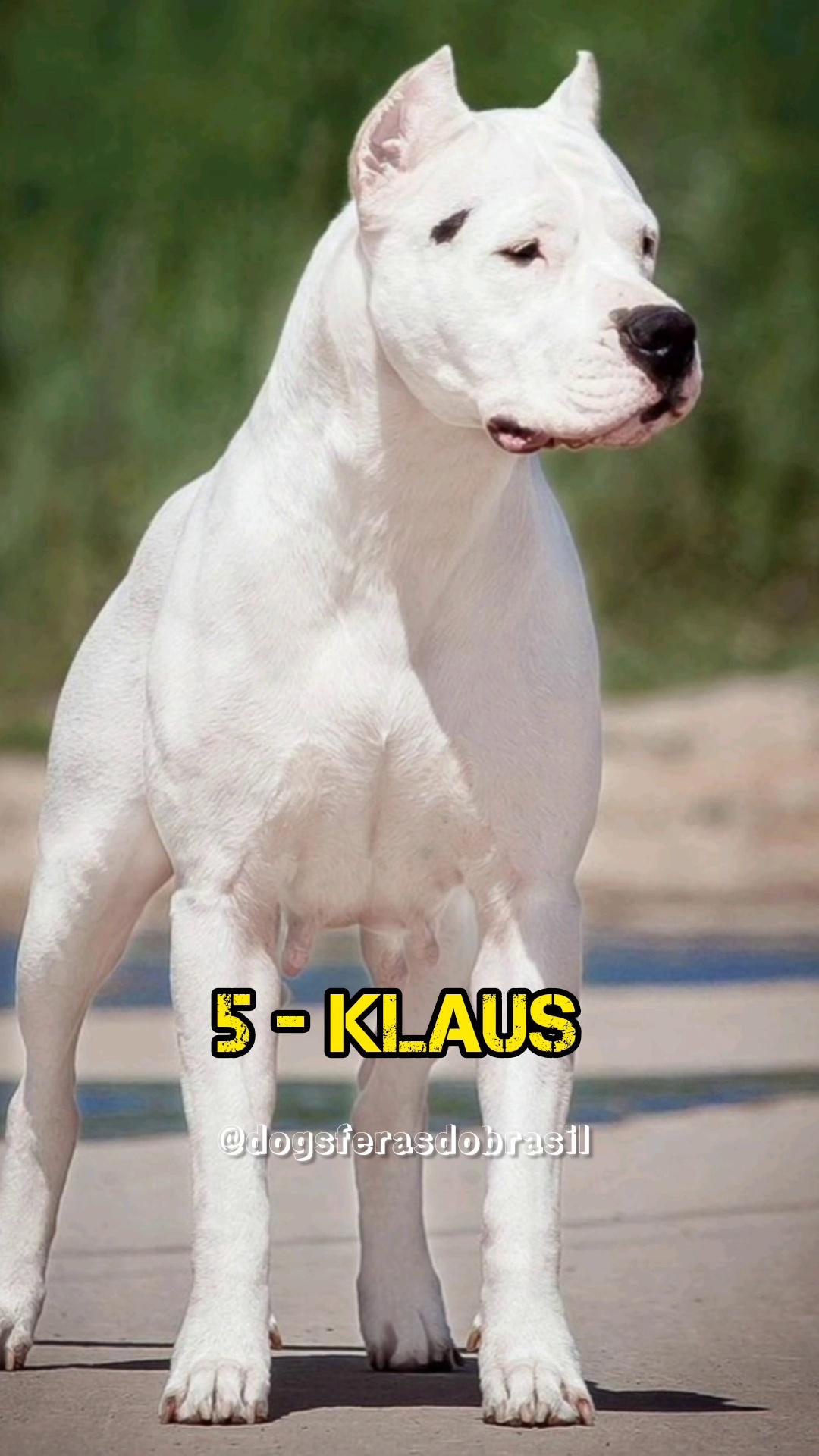 caracteristicas de perros raza dogo argentino espanol