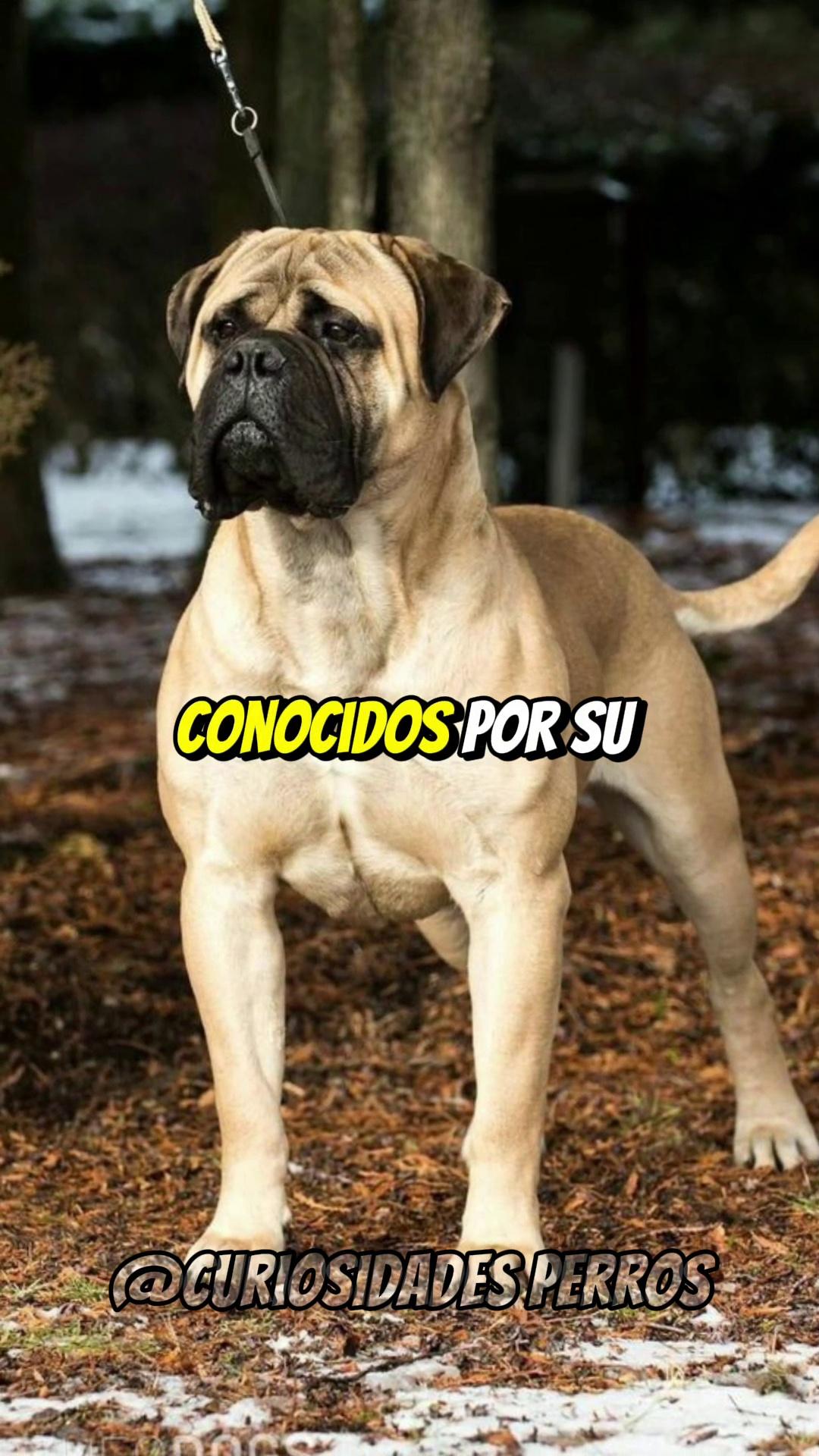 caracteristicas de perros raza dogo espanol