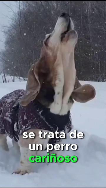 caracteristicas de perros raza terranova espanol