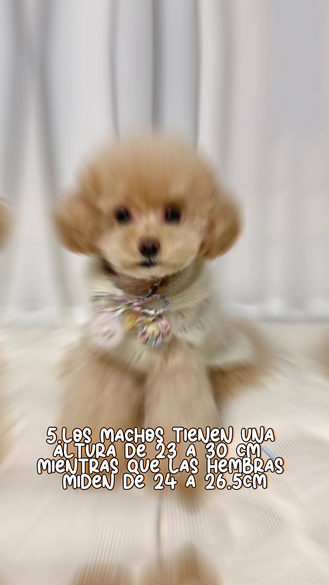 caracteristicas perros raza bichon maltes espanol