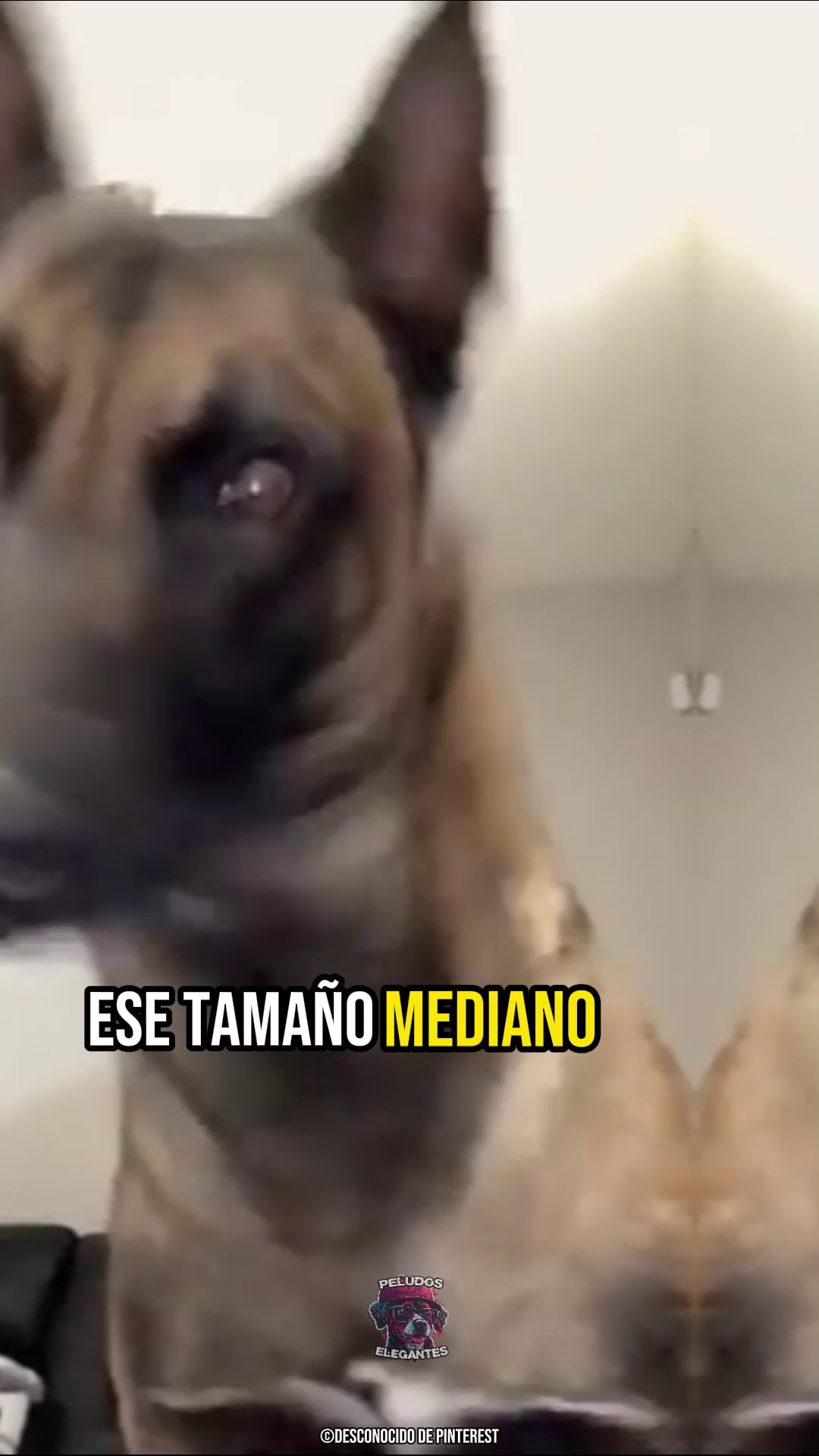 caracteristicas perros raza braco espanol