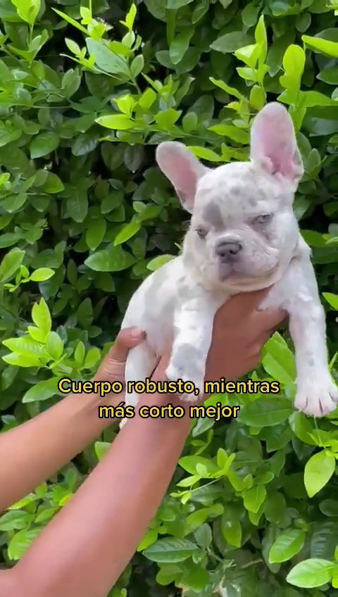 caracteristicas perros raza bulldog espanol