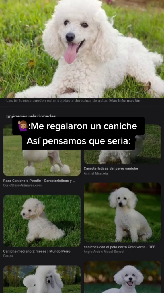 caracteristicas perros raza caniche espanol