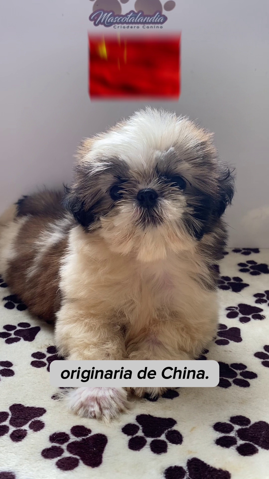 caracteristicas perros raza china espanol