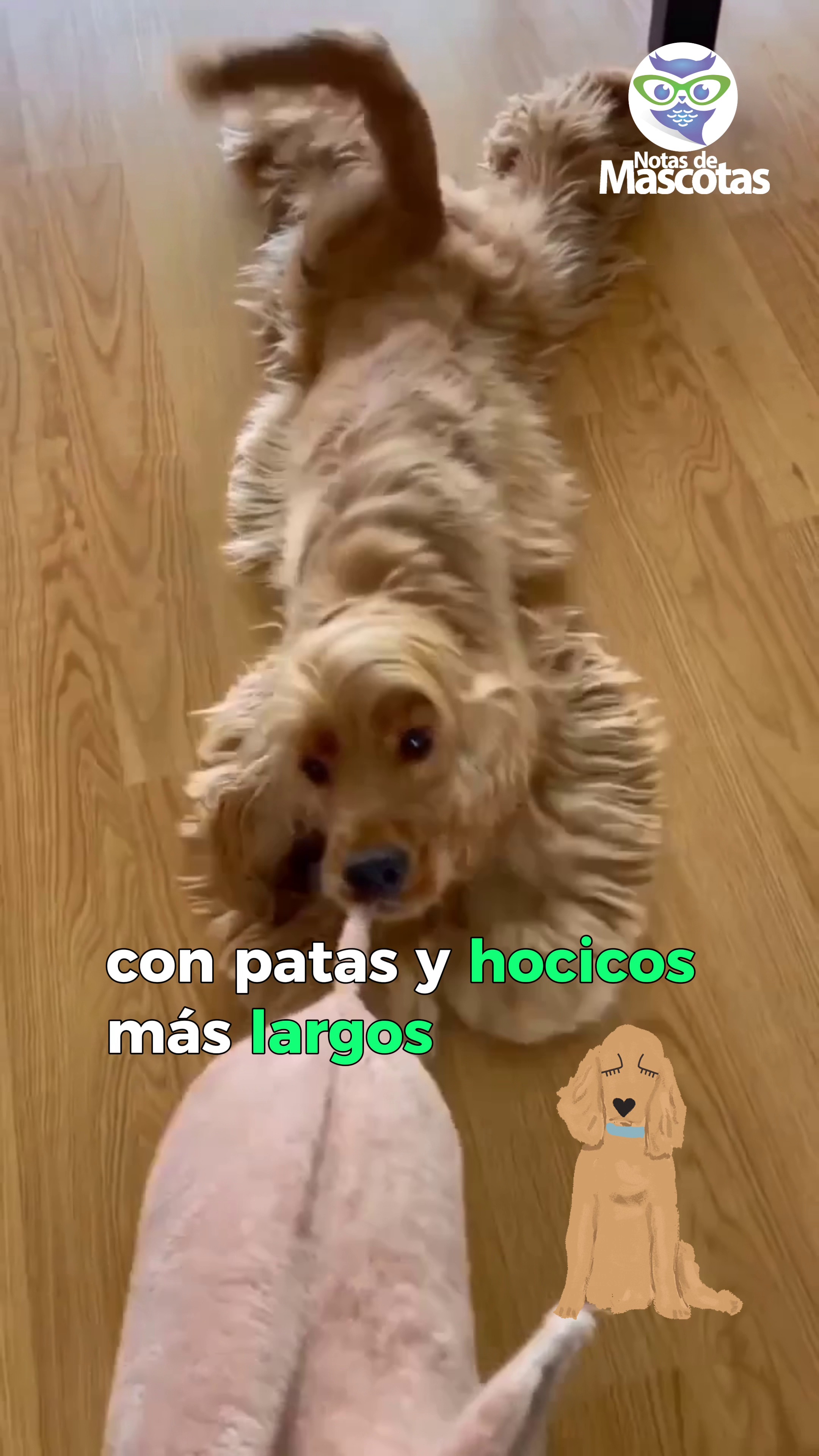 #cockerspaniel #razasdeperros #perros