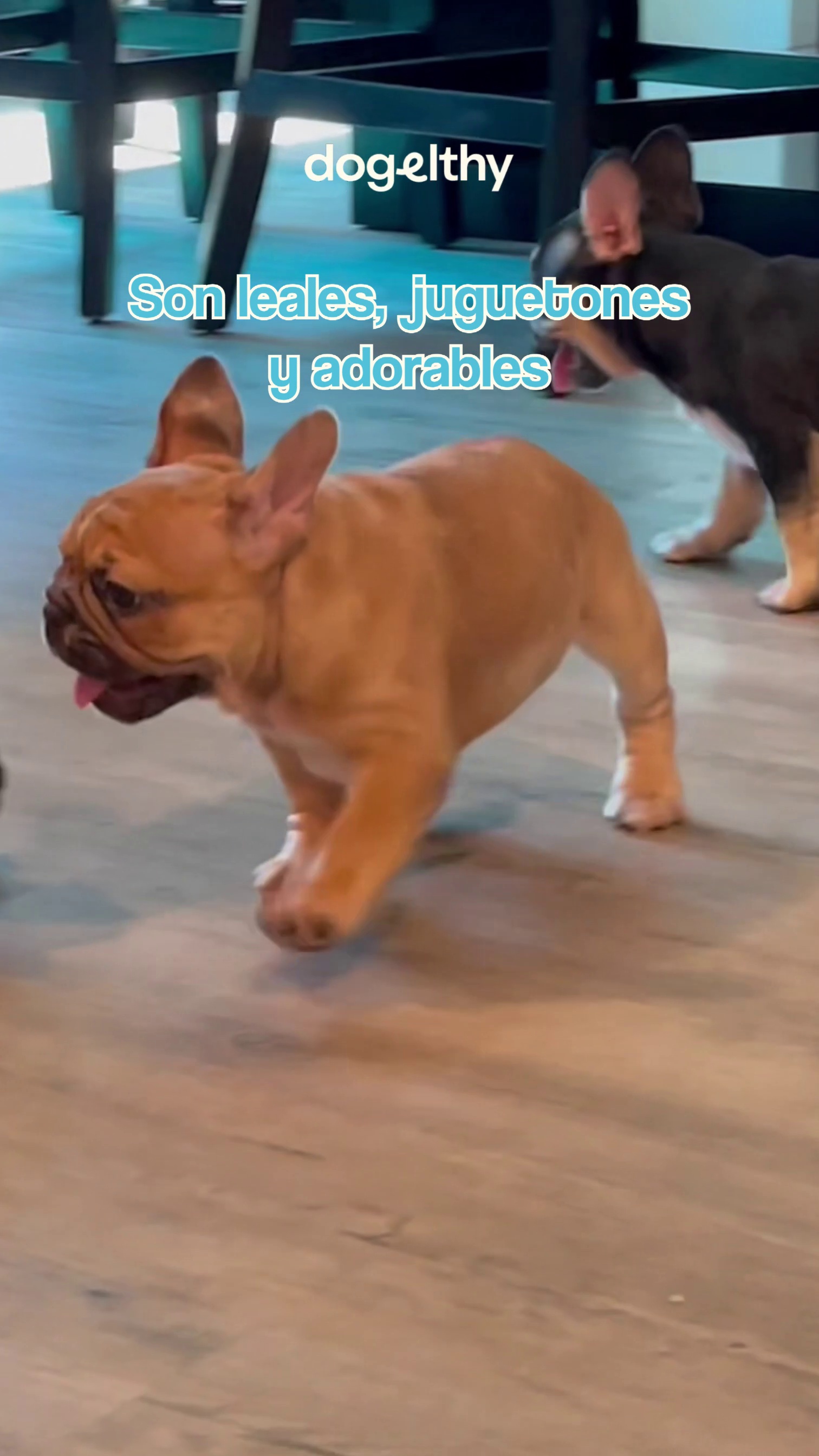 #frenchbulldog #bulldogfrancescachorros #dogelthy