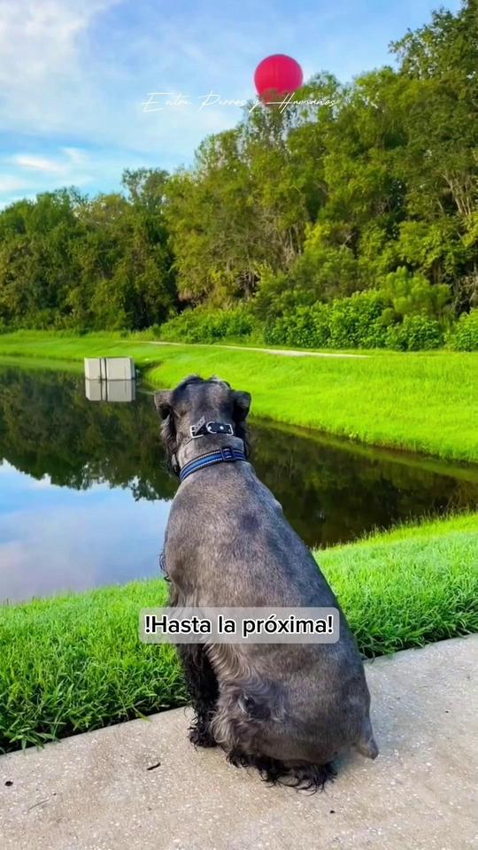 #historiacanina #perro #petsoftiktoks