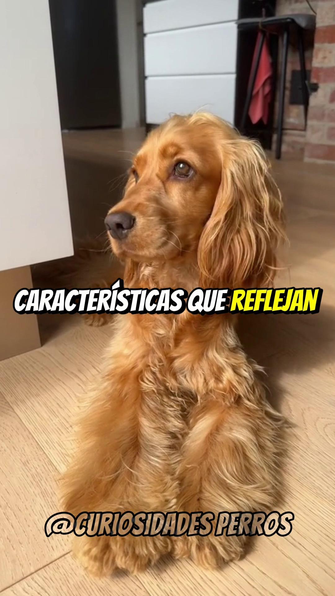 #mascotastiktok #perros #mascotas