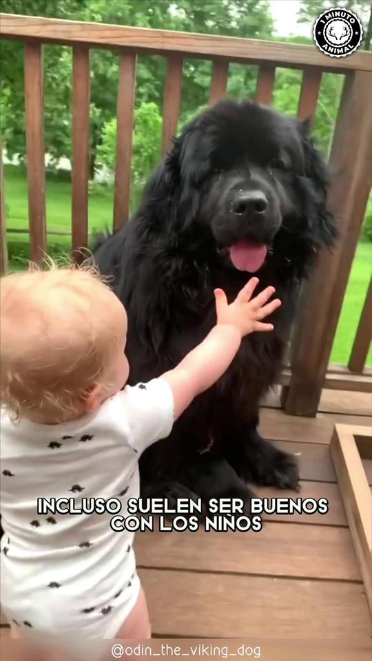 #newfoundlanddog #cachorroterranova #terranovabebe