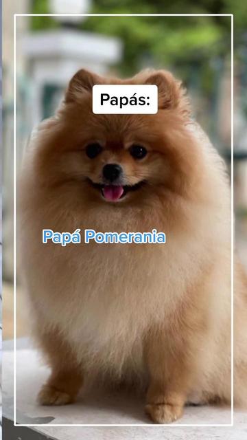 #perro #perrhijos #pomsky