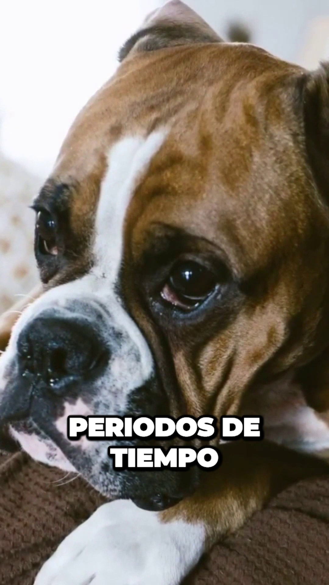 perros raza boxer espanol