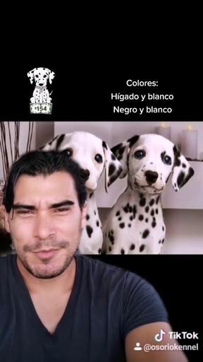 #perrosmexico #perros #dogs