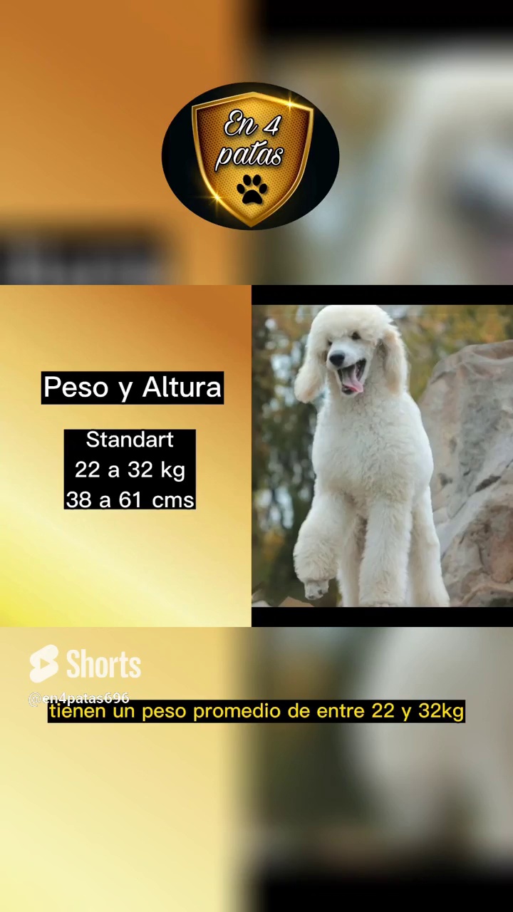 #poodle #Caniche #En4patas