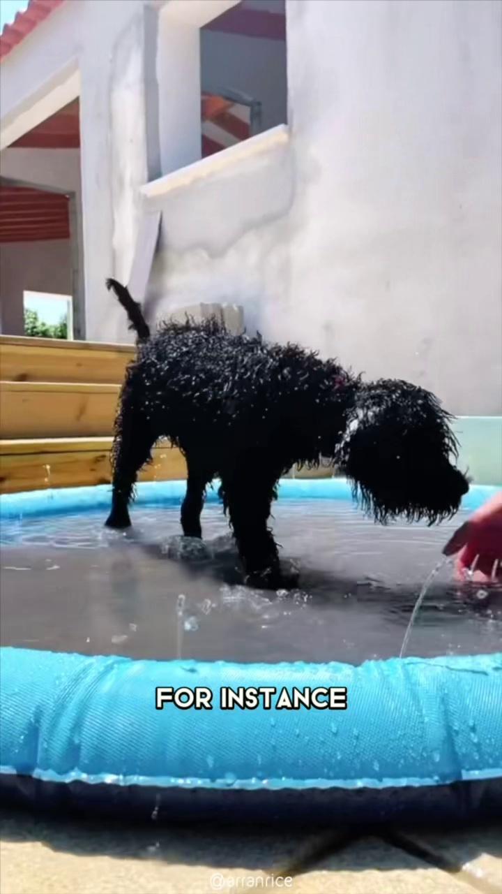 #portuguesewaterdog #waterdog #portuguesewaterdogsoftiktok