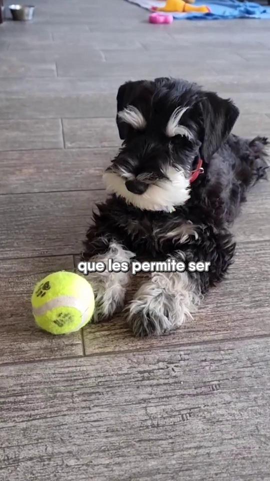 #schnauzercolombia #cachorroscolombia #doglovers