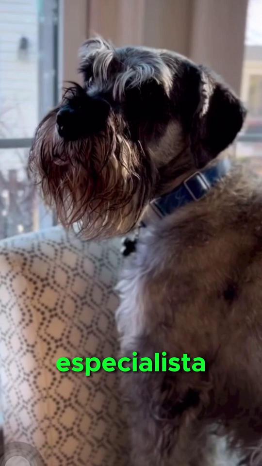 #schnauzers #schnauzersoftiktok #schnauzer